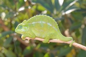 Rudis Chameleon for Sale