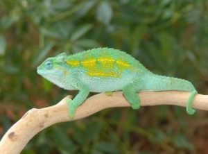 Rudis Chameleon for Sale