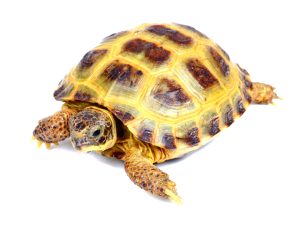 Russian Tortoise For Sale | In Stock Now - Exotic Pet Reptiles For Sale