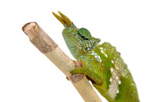 Sailfin Chameleon For Sale