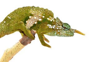 Sailfin Chameleon For Sale