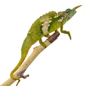 Sailfin Chameleon For Sale