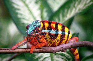 Sambava Panther Chameleon for Sale