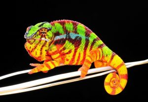 Sambava Panther Chameleon for Sale