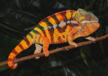 Sambava Panther Chameleon for Sale
