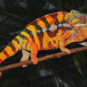 Sambava Panther Chameleon for Sale
