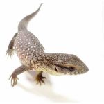 Savannah Monitor For Sale