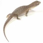Savannah Monitor For Sale