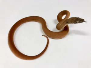 Savu Python For Sale