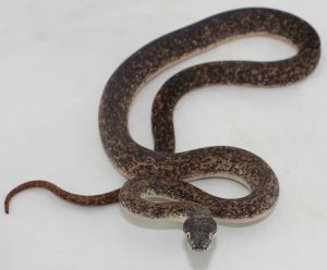 Savu Python For Sale
