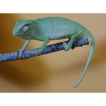 Senegal Chameleon - Image 3