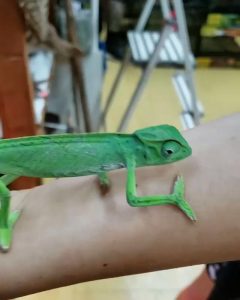 Senegal Chameleon for Sale