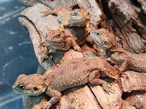 Shield Tailed Agama For Sale