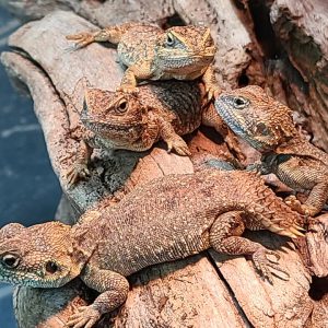 Shield Tailed Agama For Sale