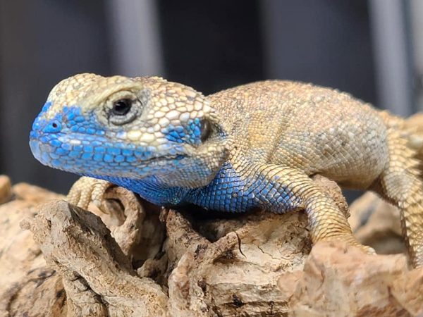 Shield Tailed Agama For Sale