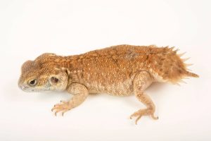 Shield Tailed Agama For Sale