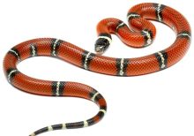 Sinaloan Milk Snake For Sale