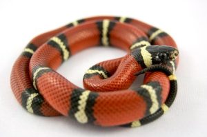 Sinaloan Milk Snake For Sale