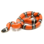 Sinaloan Milk Snake For Sale