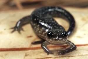 Slimy Salamander