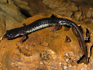 Slimy Salamander