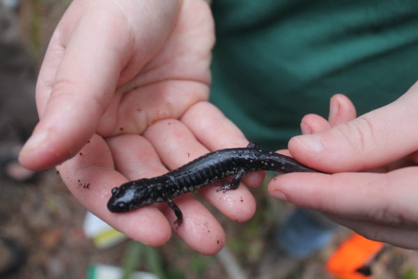 Slimy Salamander