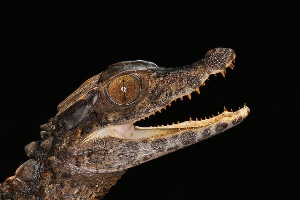 Smooth Fronted Caiman For Sale