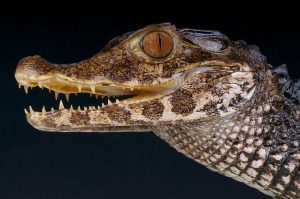Smooth Fronted Caiman For Sale