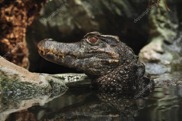 Smooth Fronted Caiman For Sale