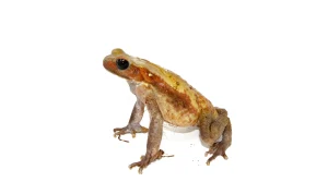 Smooth Sided Toad For Sale