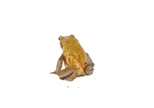 Smooth Sided Toad For Sale