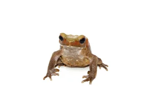 Smooth Sided Toad For Sale