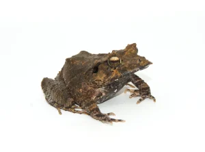 Solomon Island Leaf Frog For Sale