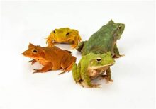 Solomon Island Leaf Frog For Sale