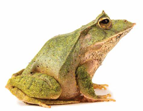 Solomon Island Leaf Frog For Sale