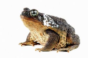 South American Giant Marine Toad - Image 3