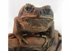 South American Giant Marine Toad For Sale