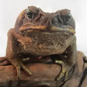 South American Giant Marine Toad For Sale