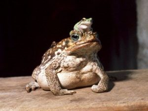 South American Giant Marine Toad For Sale