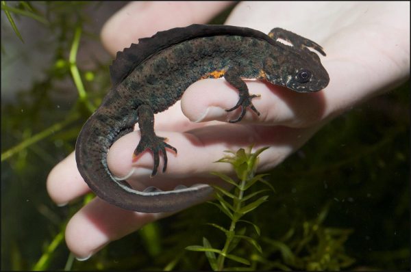 Southern Crested Newt For Sale