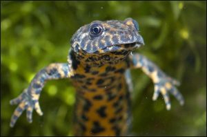 Southern Crested Newt For Sale