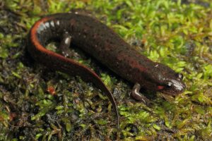 Southern Dusky Salamander