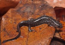 Southern Dusky Salamander