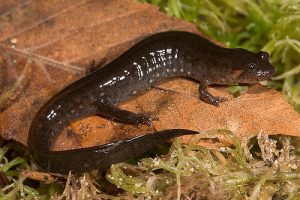 Southern Dusky Salamander