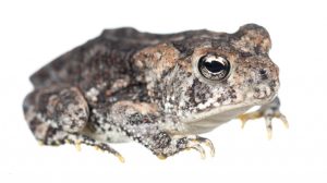 Southern Toad - Image 3