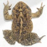 Southern Toad For Sale
