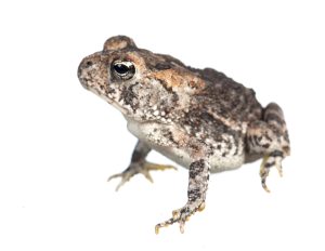 Southern Toad For Sale