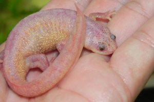 Spanish Ribbed Newt For Sale