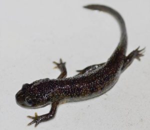 Spanish Ribbed Newt For Sale
