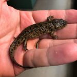 Spanish Ribbed Newt For Sale